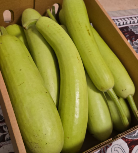 Bottle Gourd (€6,5/1Kg)